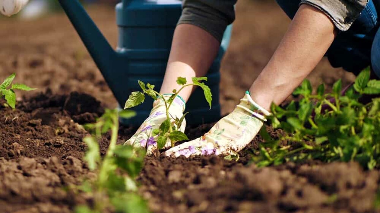 verdure e ortaggi in dono alle famiglie più bisognose — verdure e ortaggi in dono alle famiglie più bisognose — Arcidiocesi Bari-Bitonto